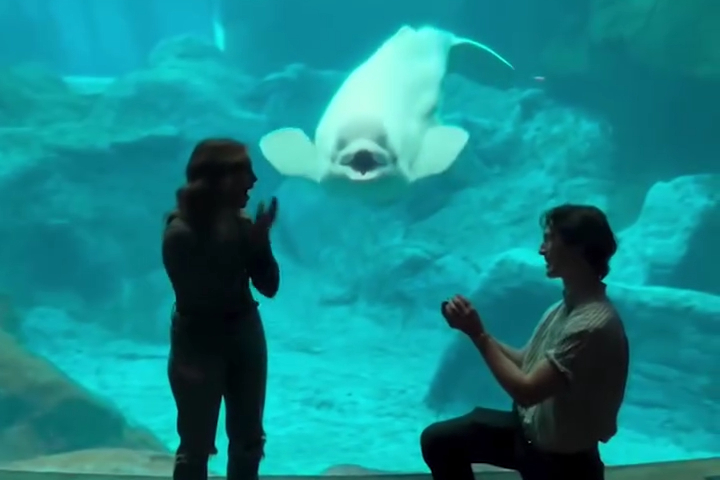 Proposal in front of Beluga Whale